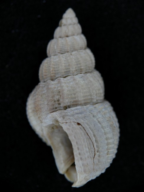 Nassarius prysmaticus (Brocchi, 1814)  Pliocene - Imola