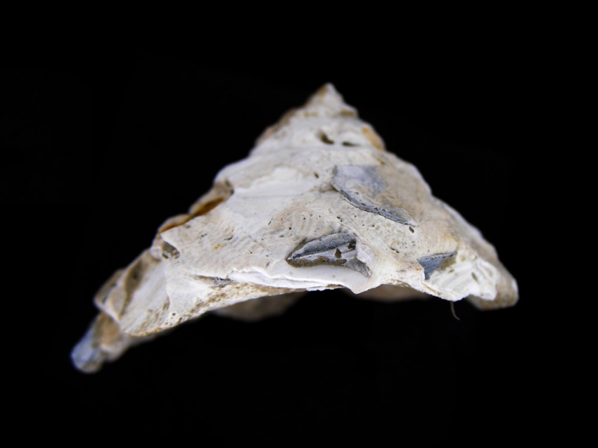 Xenophora crispa (Konig, 1825)  Pliocene, Imola