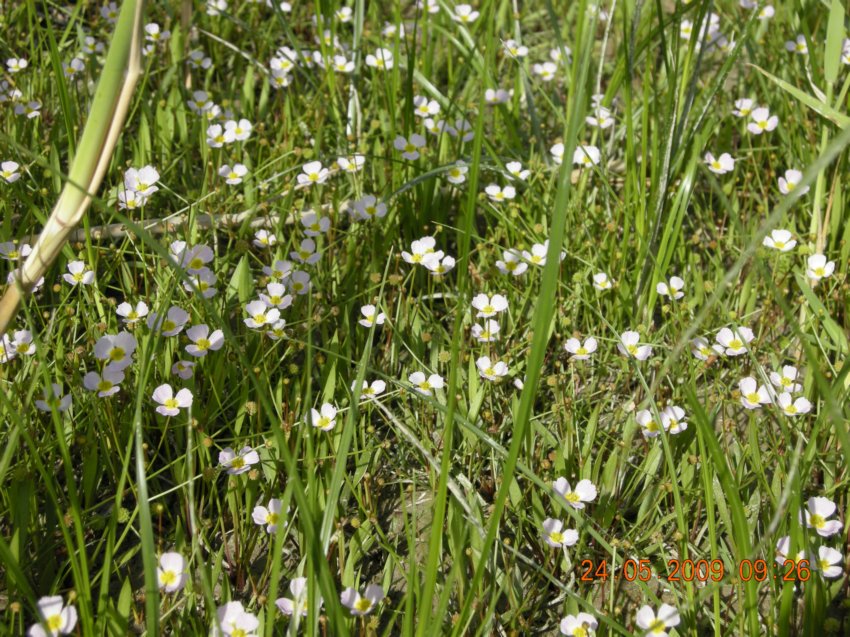 Baldellia ranunculoides / Mestolaccia ranuncoloide