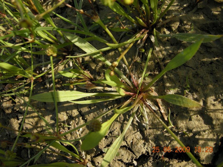 Baldellia ranunculoides / Mestolaccia ranuncoloide