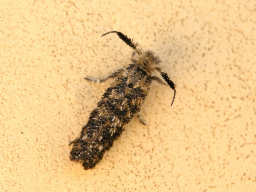 Microlepidottero -  (Ochsenheimeriidae -Tineinae)