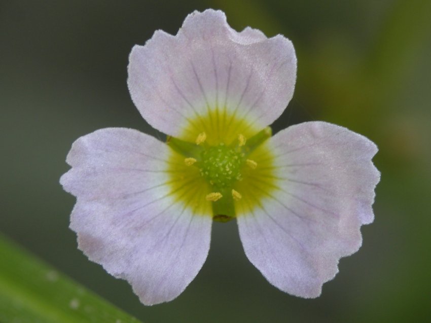 Baldellia ranunculoides / Mestolaccia ranuncoloide