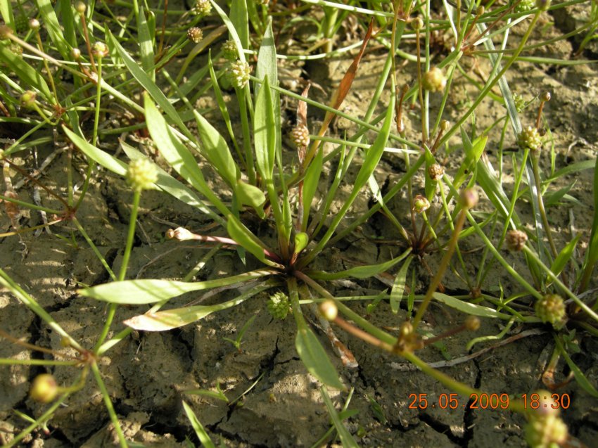 Baldellia ranunculoides / Mestolaccia ranuncoloide