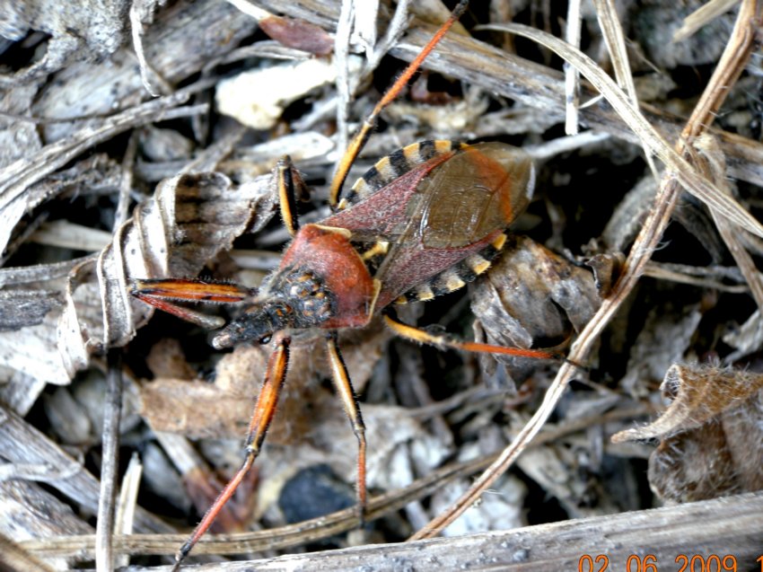 Reduviidae: Rhynocoris erythropus dell''Emilia