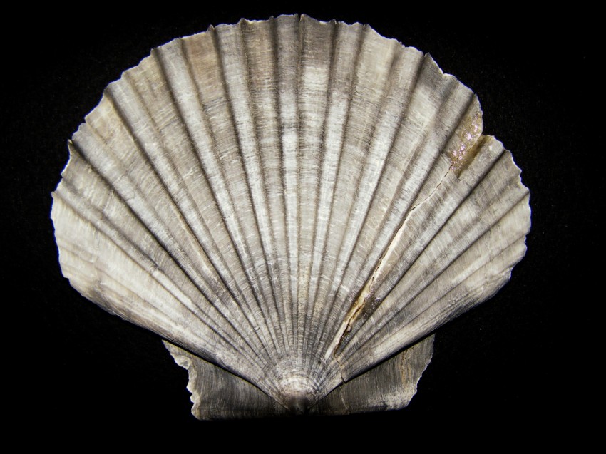 Pecten jacobaeus (L., 1758)  Pliocene - Imola