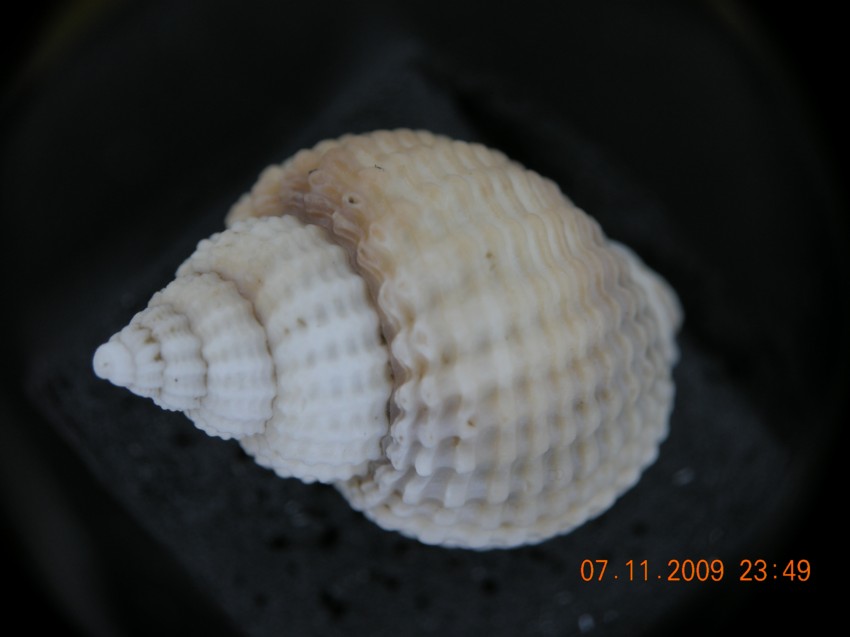 Nassarius clathratus (Born, 1778)