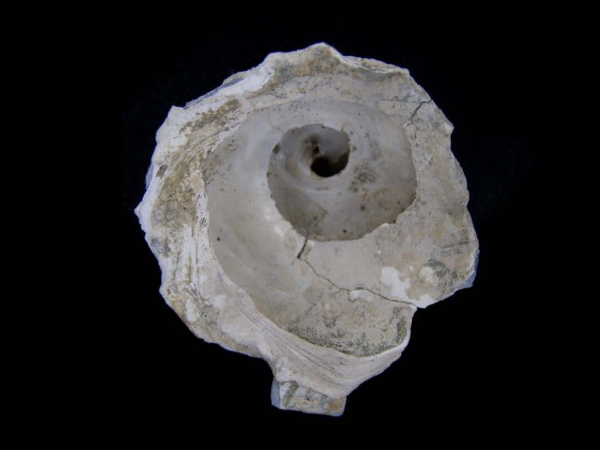 Xenophora crispa (Konig, 1825)  Pliocene, Imola