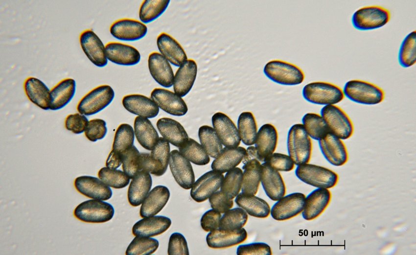 Polline di Antirrhinum o Bocca di Leone