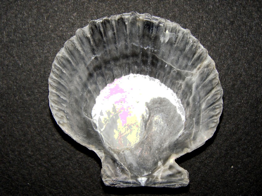 Aequipecten opercularis (L., 1758)  Pliocene - Imola