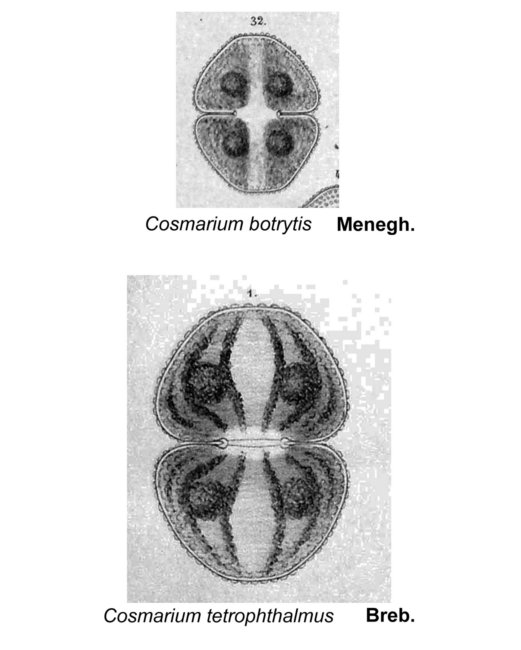 Cosmarium