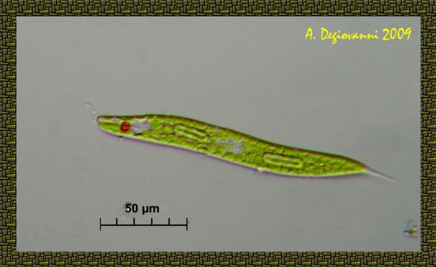 Euglena oxyuris ??