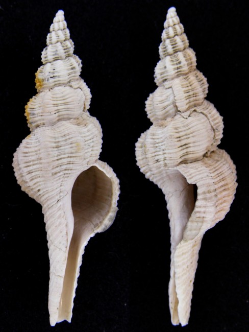 Fusinus lamellosus (Borson, 1821)  Pliocene - Imola