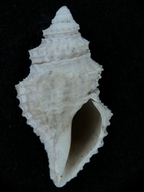 Genota bonellii (Bellardi, 1847) - Imola - Pliocene