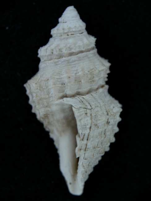 Genota bonellii (Bellardi, 1847) - Imola - Pliocene