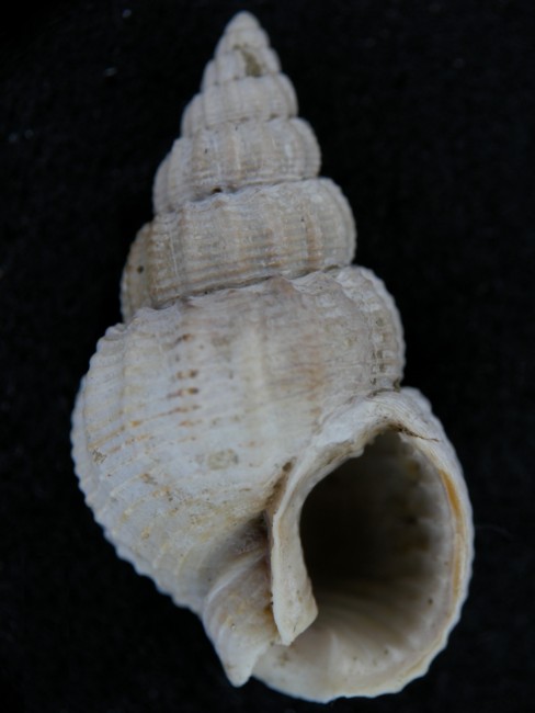 Nassarius prysmaticus (Brocchi, 1814)  Pliocene - Imola