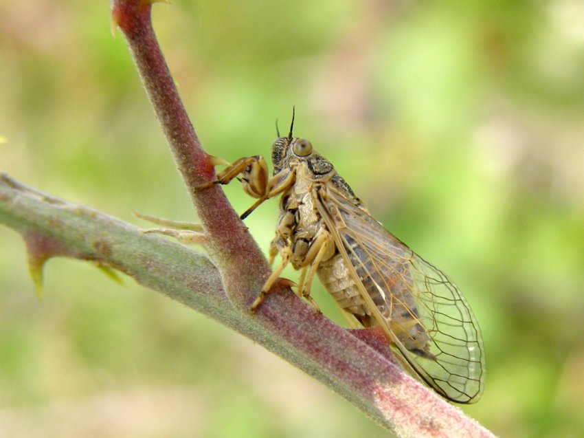 Cicala di 2 cm