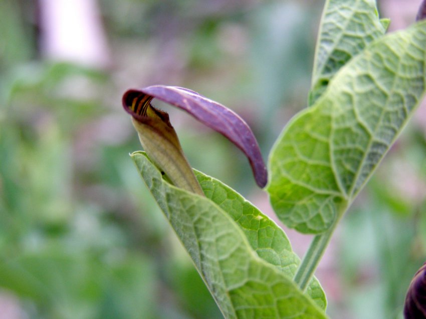 Aristolochia rotunda ssp. rotunda