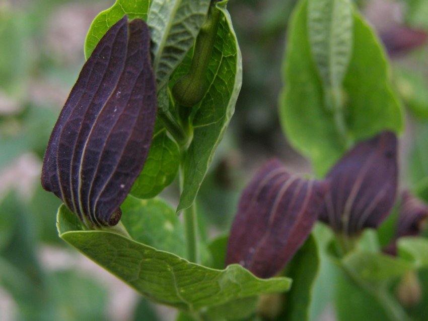 Aristolochia rotunda ssp. rotunda