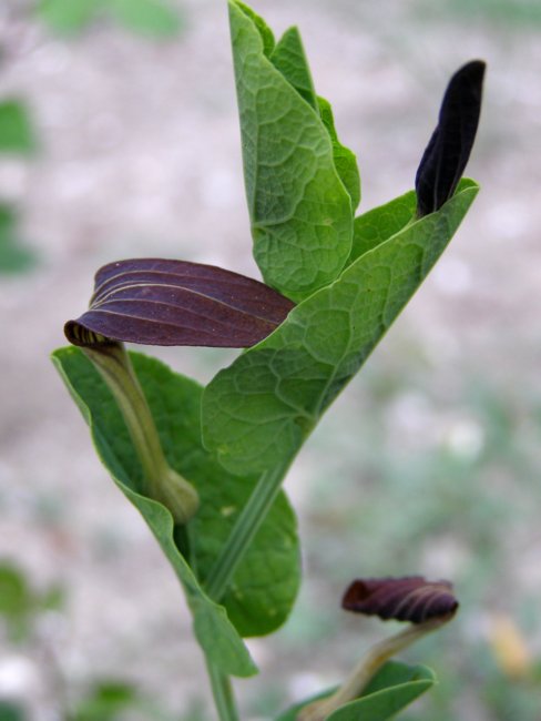 Aristolochia rotunda ssp. rotunda