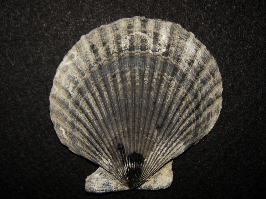 Aequipecten opercularis (L., 1758)  Pliocene - Imola