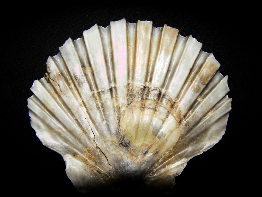 Pecten jacobaeus (L., 1758)  Pliocene - Imola