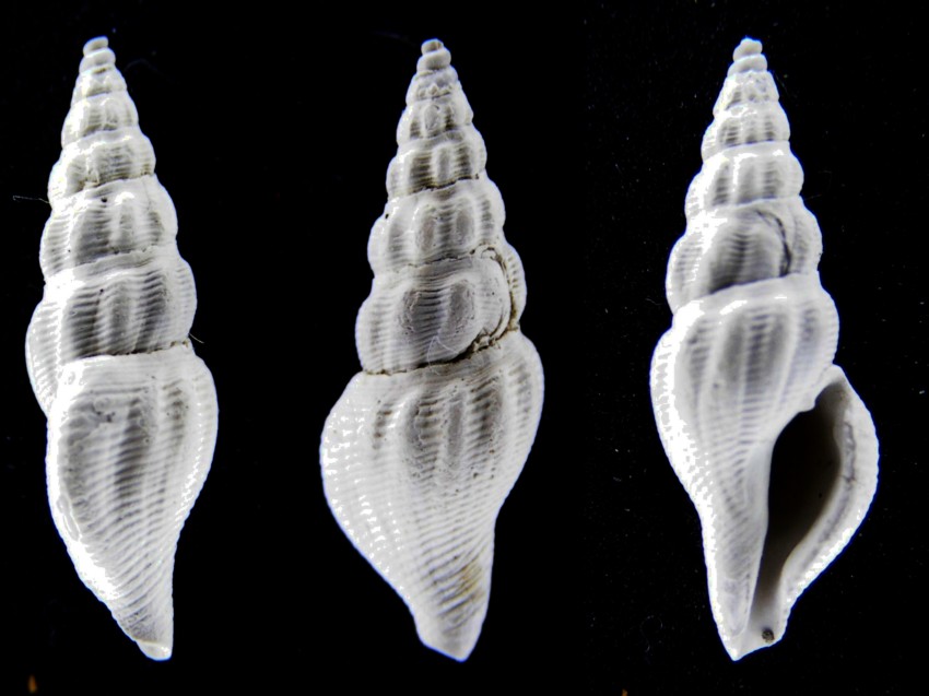 Comarmondia gracilis (Montagu, G., 1803)  Pliocene, Imola