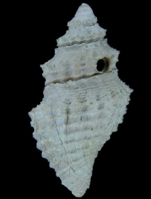 Genota bonellii (Bellardi, 1847) - Imola - Pliocene