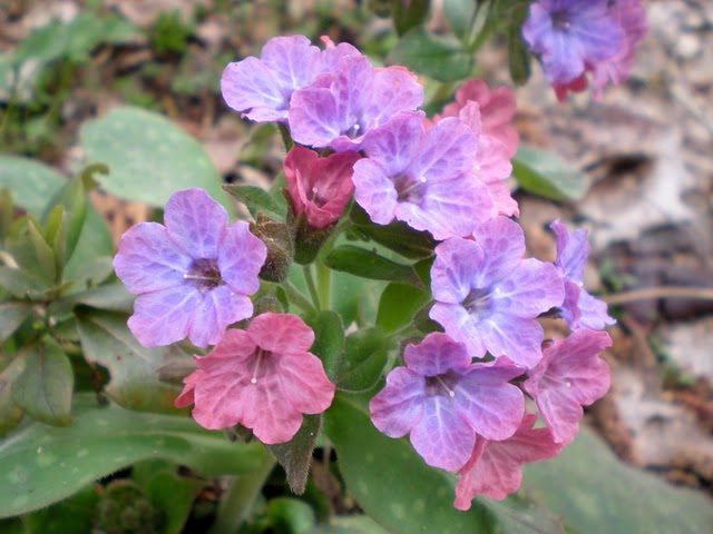 Pulmonaria sp.