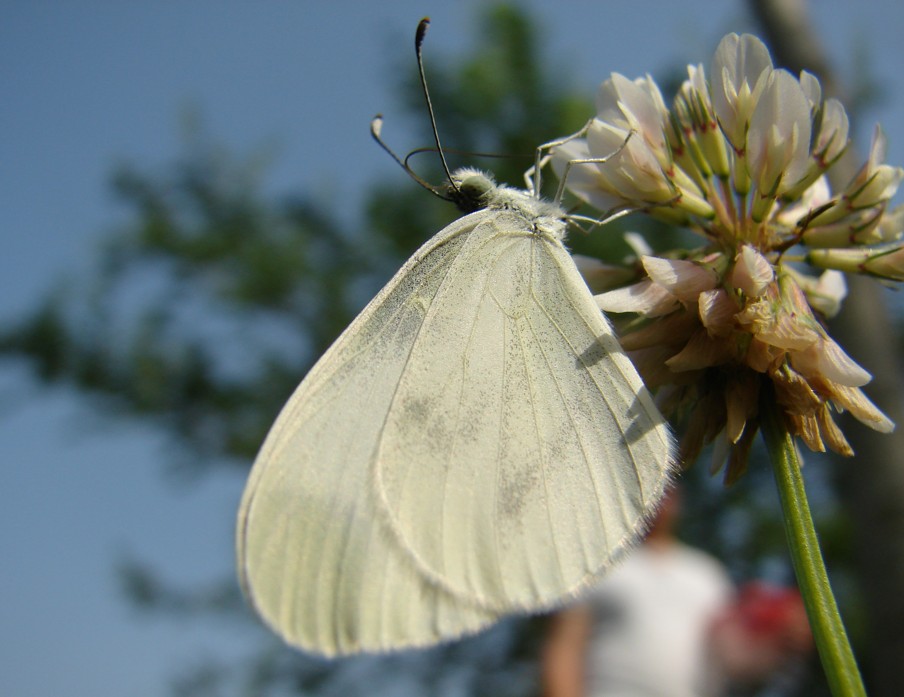 Leptidea sinapis