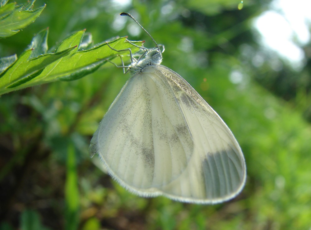 Leptidea sinapis