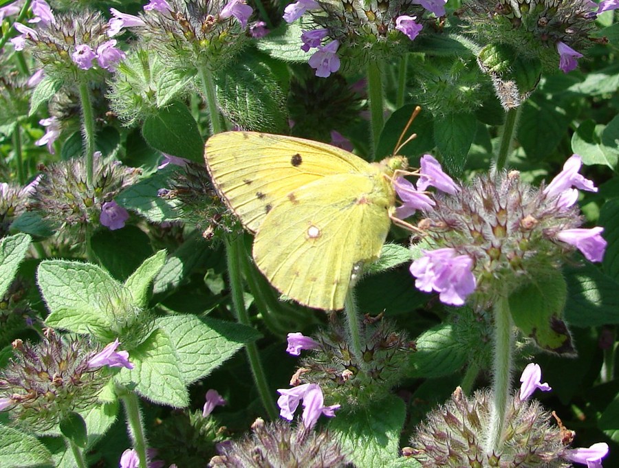 Colias croceus