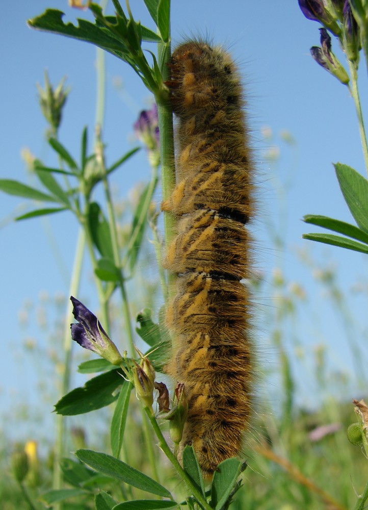 Lasiocampa  trifolii ?