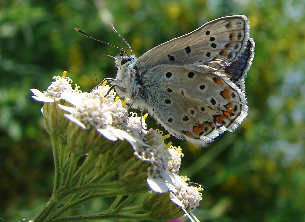 Polyommatus icarus rovinato