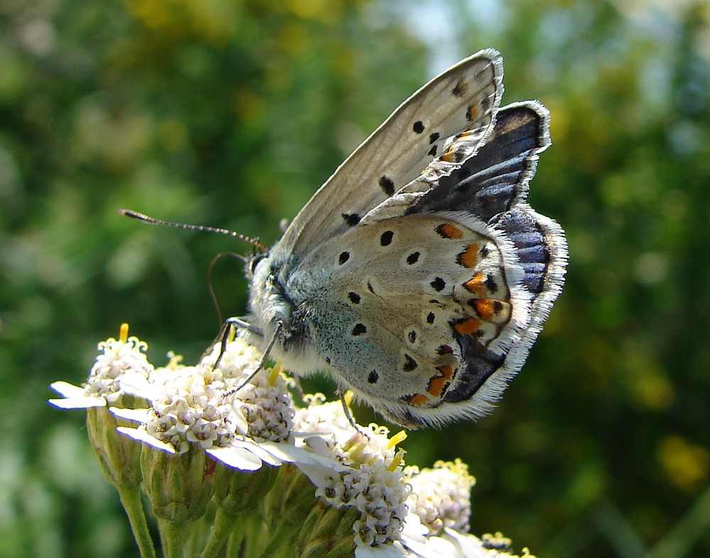 Polyommatus icarus rovinato