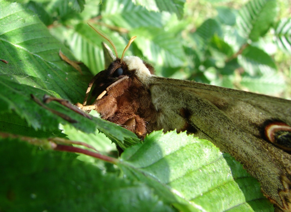 Pavonia maggiore (Saturnia pyri)