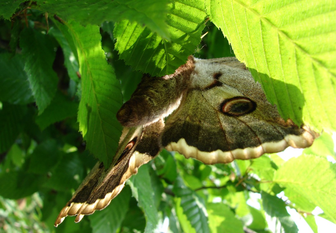 Pavonia maggiore (Saturnia pyri)