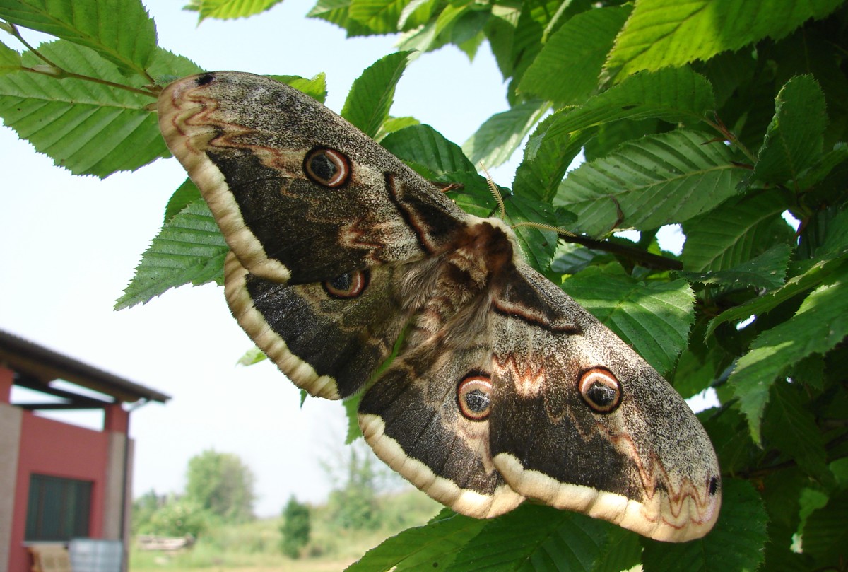 Pavonia maggiore (Saturnia pyri)