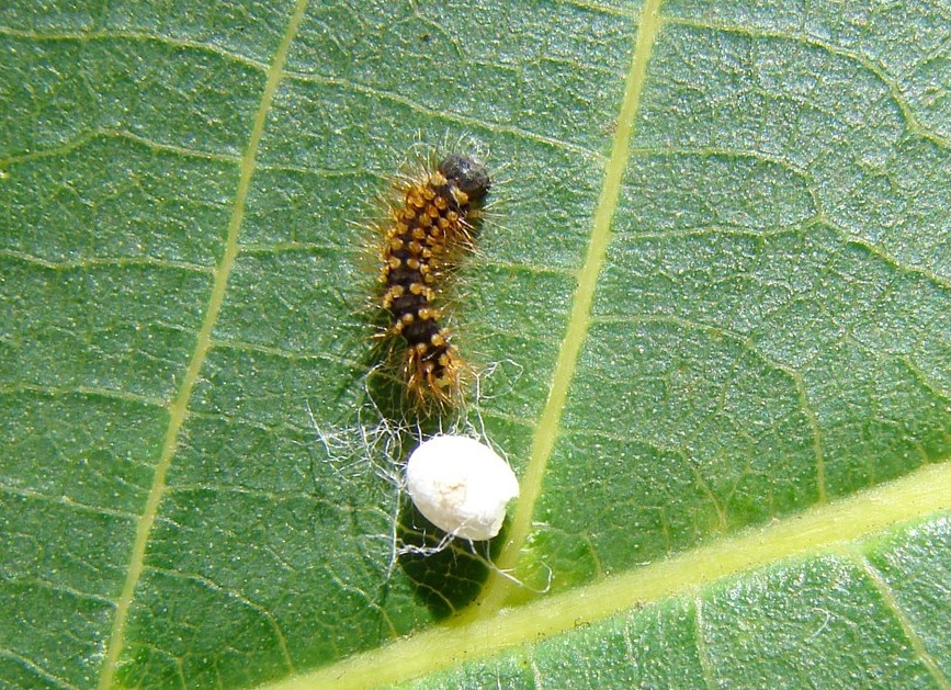 Pavonia maggiore (Saturnia pyri)