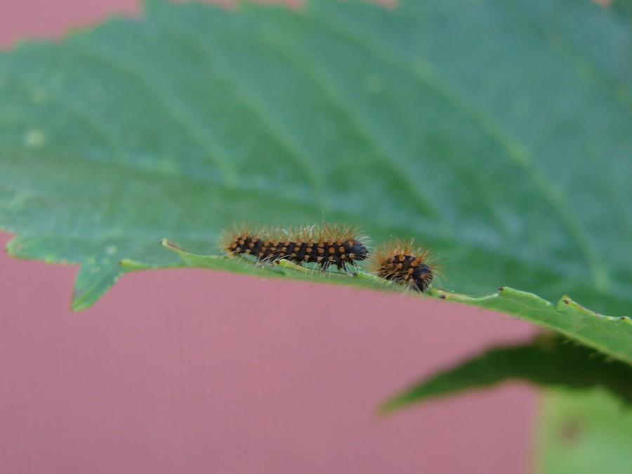 Pavonia maggiore (Saturnia pyri)