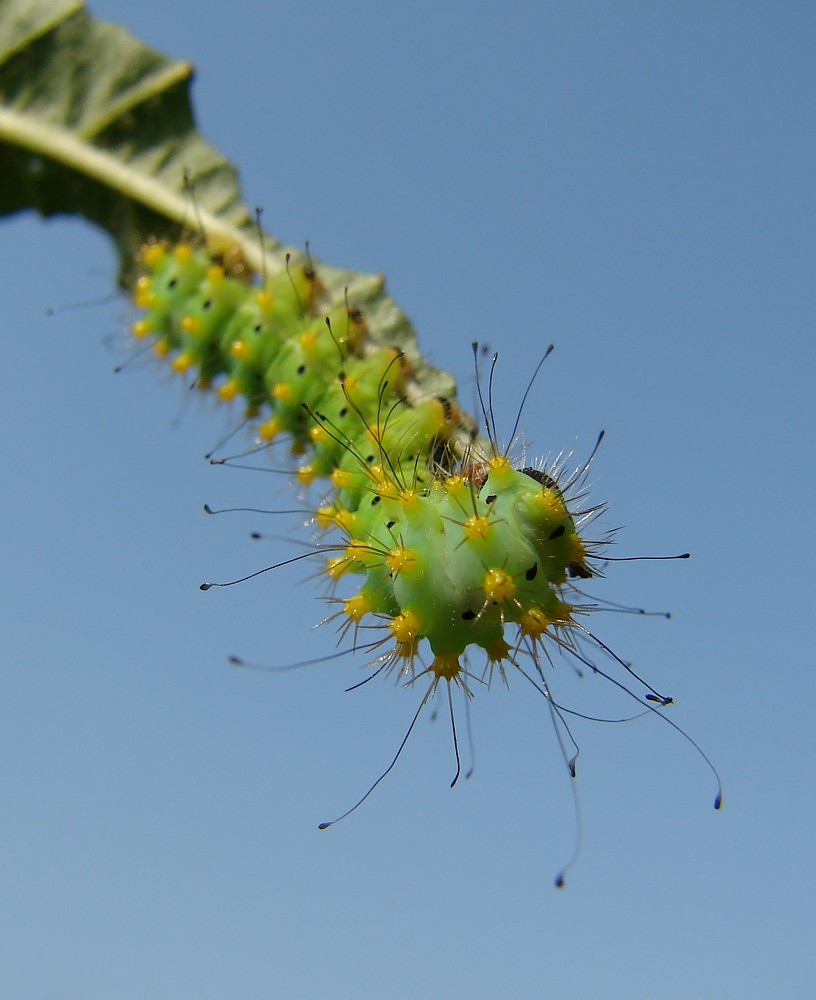 Pavonia maggiore (Saturnia pyri)