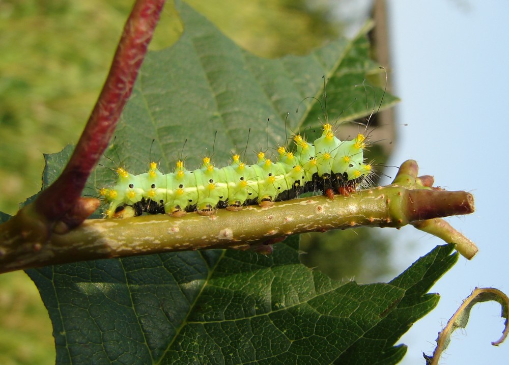 Pavonia maggiore (Saturnia pyri)