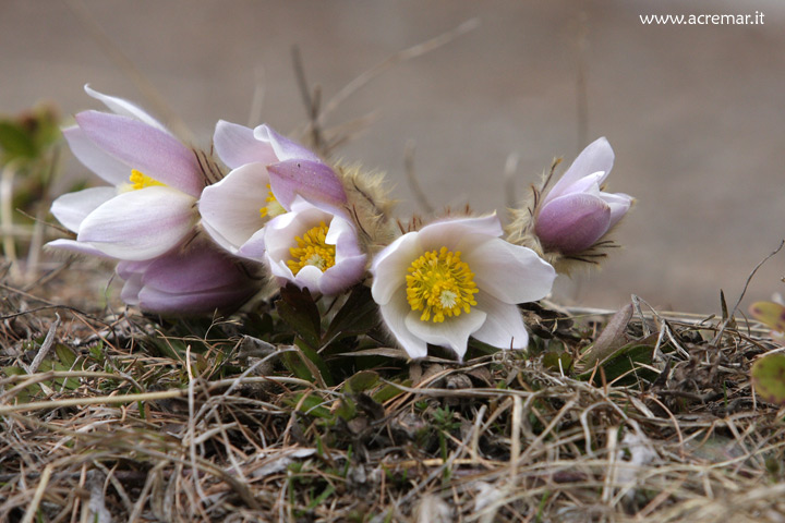 Fiore in val roseg - Pulsatilla vernalis