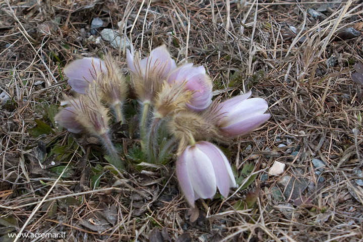 Fiore in val roseg - Pulsatilla vernalis