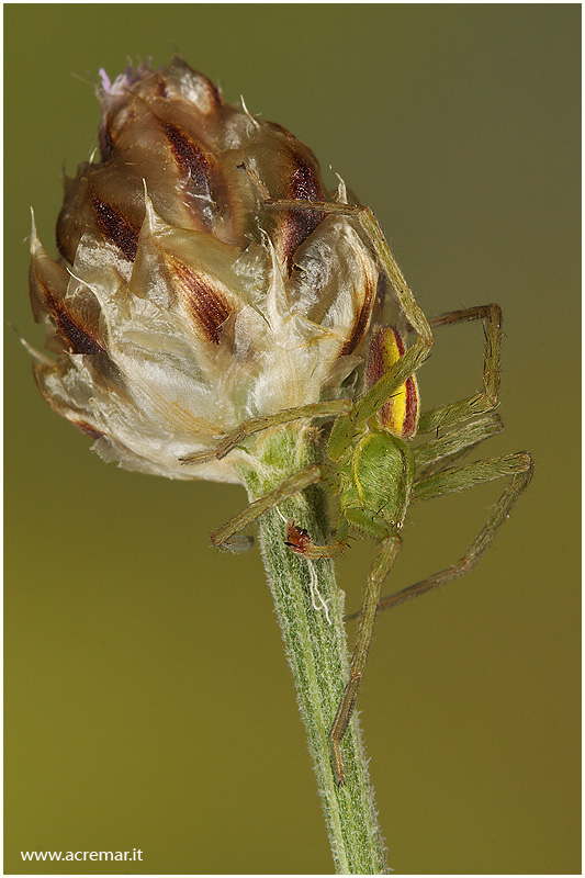 Micrommata virescens