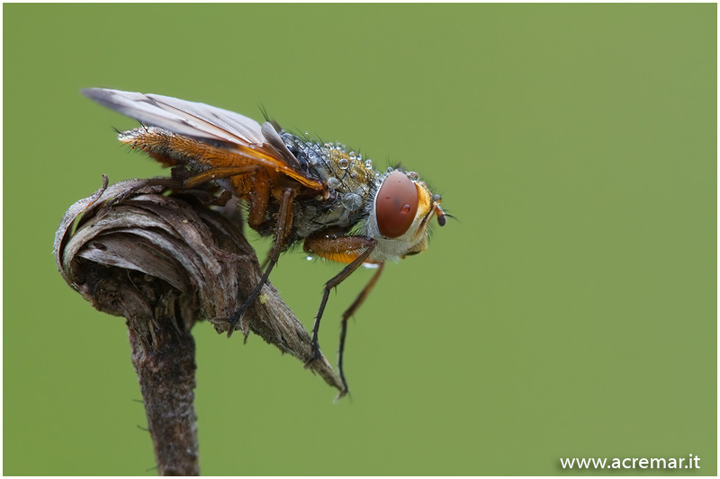 Tachinidae: Phasia o Ectophasia