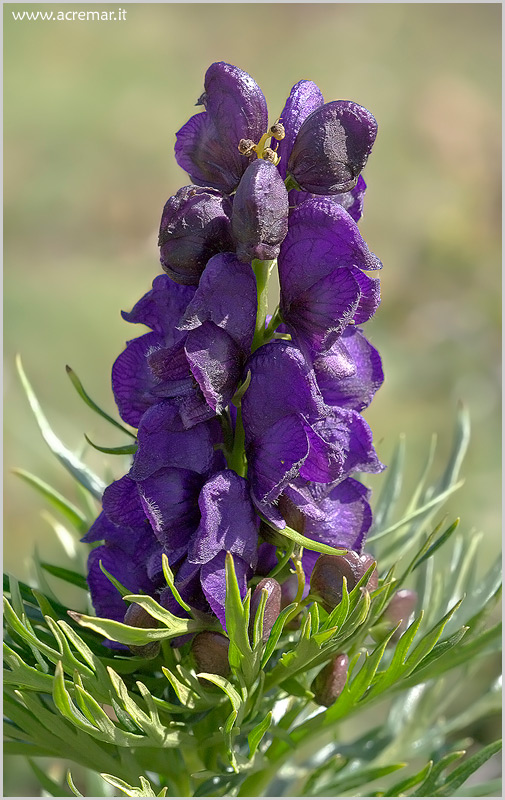 Aconitum napellus sl.