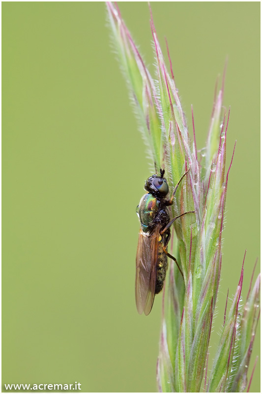 syrphidae? No Chloromia formosa