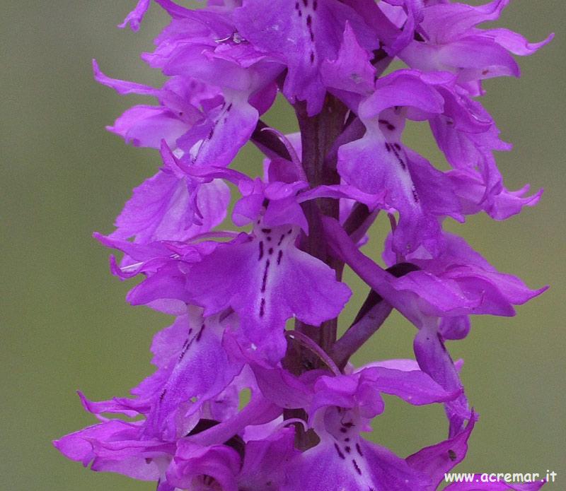 Orchis mascula