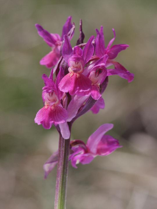 Dactylorhiza romana e ...