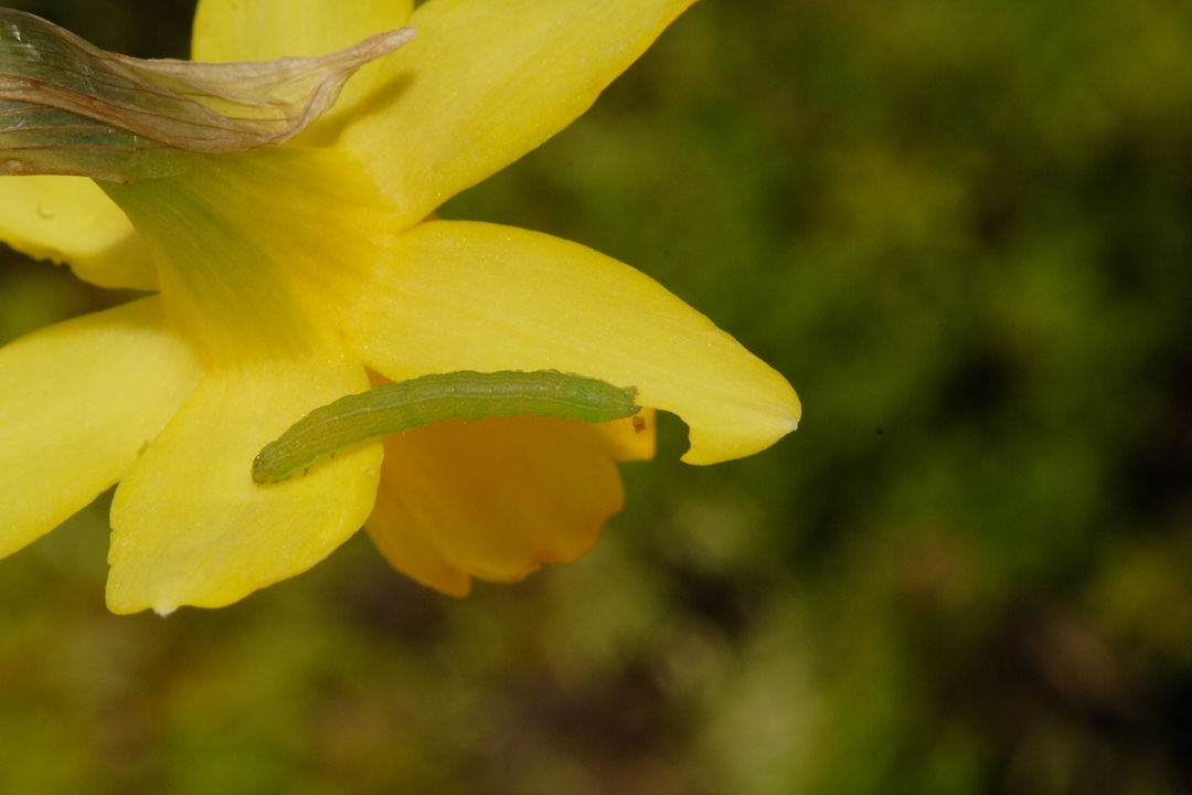 Piccolo bruco su narciso